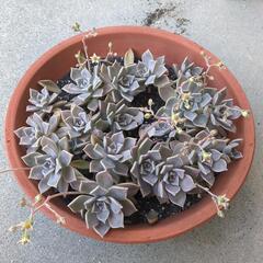 グラパラリーフ　食用多肉植物