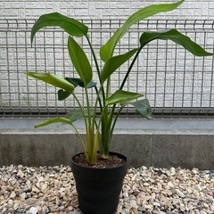 オーガスタ　ストレリチア　観葉植物