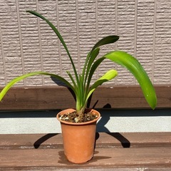 君子蘭 40cm株 1鉢
