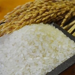 お米　さがびより　10kg