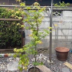 元気な紅葉です　鉢植えのままお譲りいたします　シンボルツリーに