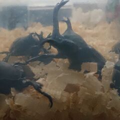 (北海道産)カブトムシ ペア