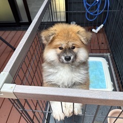 秋田犬です
