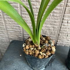 君子蘭 30cm子株 ２苗の画像