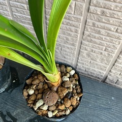 君子蘭 30cm子株 ２苗の画像