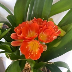 君子蘭 30cm子株 ２苗の画像