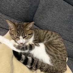猫2匹 − 三重県