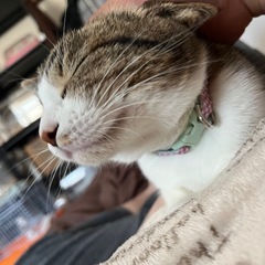猫2匹 - 津市
