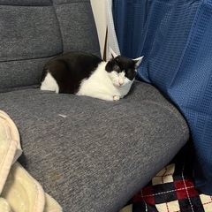猫2匹 - 里親募集