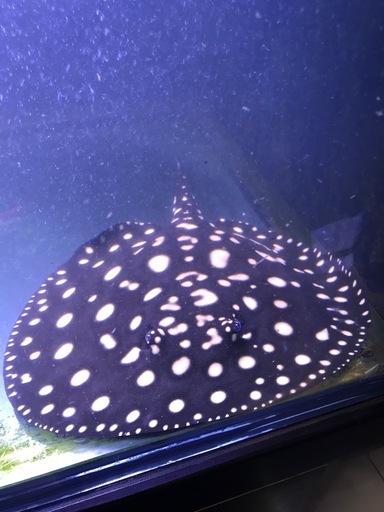 ダイヤモンドポルカ