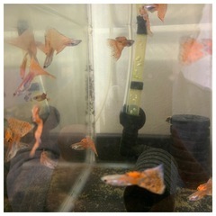 国産グッピー　レッドグラス　オス　5匹セット(♂のみ)の画像