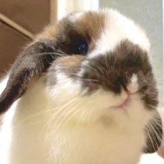 ホーランドロップ(男の子)1歳4ヶ月　※血統書付き
