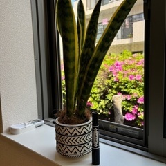 無料：観葉植物（サンスベリア）