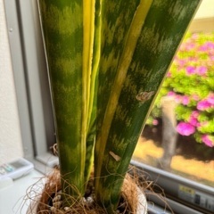 無料：観葉植物（サンスベリア）の画像