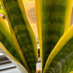 無料：観葉植物（サンスベリア）の画像