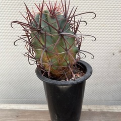 サボテン　多肉植物 フェロカクタス 