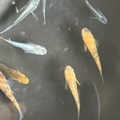 受渡者決まりました　子供応援企画③ メダカミックスの画像