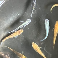 受渡者決まりました　子供応援企画③ メダカミックスの画像