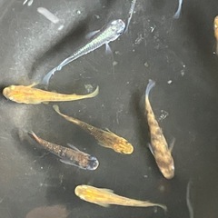 受渡者決まりました　子供応援企画③ メダカミックスの画像