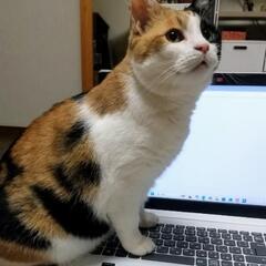 甘えん坊の三毛の女のこです♪ - 砺波市