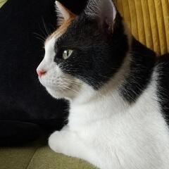 甘えん坊の三毛の女のこです♪ - 里親募集