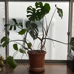 観葉植物　モンステラ　大　