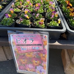 ビオラ