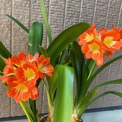 君子蘭 陶器鉢ごとの画像