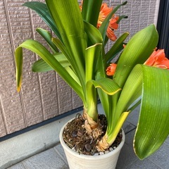 君子蘭 陶器鉢ごとの画像