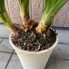 君子蘭 陶器鉢ごとの画像