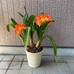 君子蘭 陶器鉢ごと