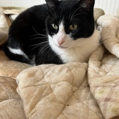 飼い主が飼えなくなったため代理で出してます
