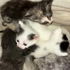 里親さんを探しています🐱