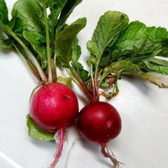 無農薬ラディッシュ