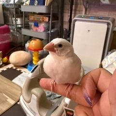 手乗り文鳥