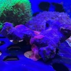 ディスクコーラル　赤色