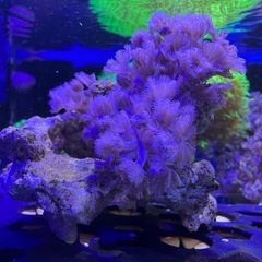 パクパクウミアザミ　3株