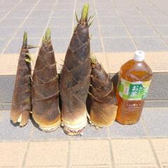 朝採り新鮮なタケノコいかがですか！の画像
