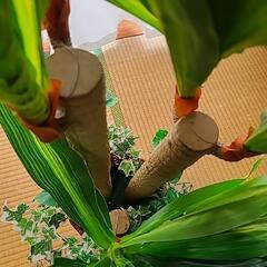 【美品!】観葉植物☆フェイクグリーンの画像
