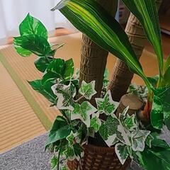 【美品!】観葉植物☆フェイクグリーンの画像