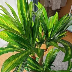 【美品!】観葉植物☆フェイクグリーンの画像