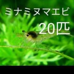 ②ミナミヌマエビ