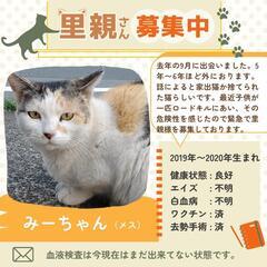 ♥三毛猫とキジ猫親子の里親様募集♥