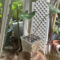 [観葉植物]アロカシアスティングレイ
