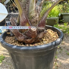 ココスヤシの画像