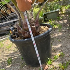 ココスヤシの画像