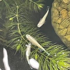 スーパーオパールめだか⭐︎メダカ