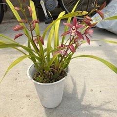 シンビジューム　①