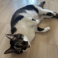 5月16日まで。新しい家族を探しています。 - 姫路市