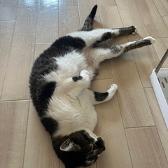5月16日まで。新しい家族を探しています。
